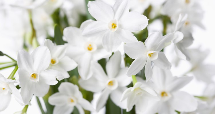 Most narcissus flowers are white or yellow.