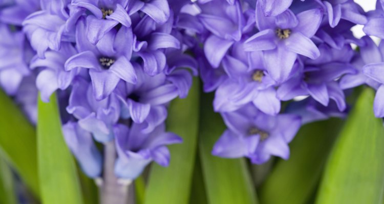 Fragrant-blooming hyacinths tolerate light frost.