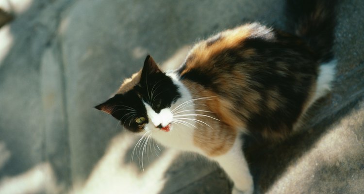 Alimentar a los gatos callejeros los incentiva a quedarse en tu porche.