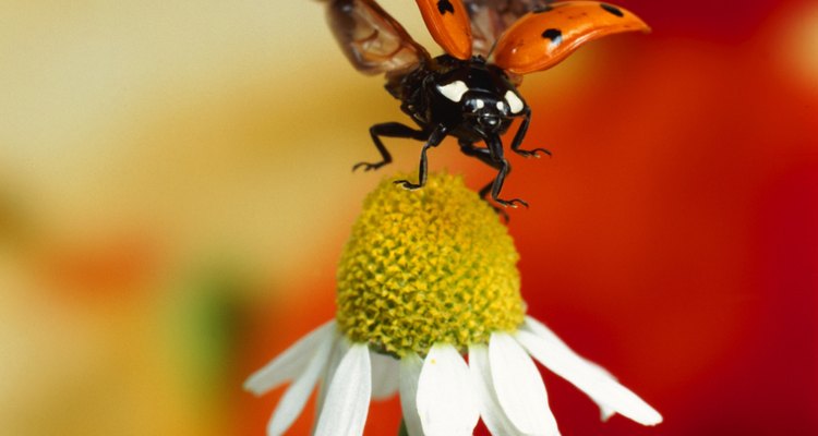Some black and orange insects are actually beneficial.