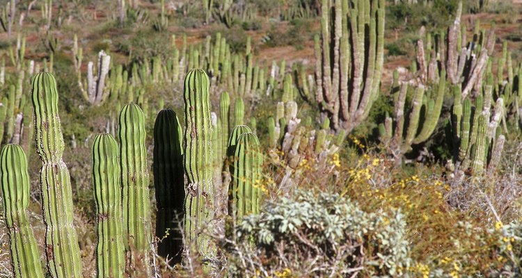 Cactus del desierto potosino.