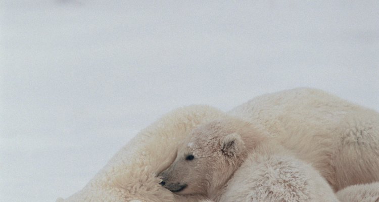 Los cambios climáticos en los hábitats de los osos polares los podrían llevar a la extinción en 2050.