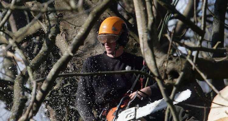 Attacking the hornbeam.