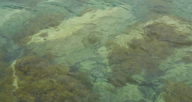 Las algas pardas a menudo se adhieren a las rocas debajo del agua.
