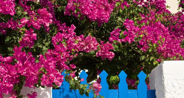 Las enredaderas de buganvilla adulta son un elemento colorido y llamativo para el jardín en los climas tropicales