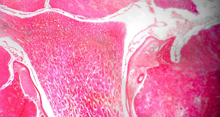 O córtex renal tem funções muito importantes