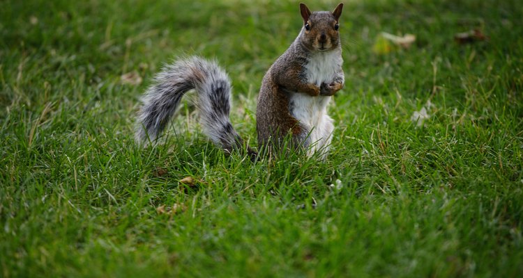 How to tell a male gray squirrel from a female squirrel