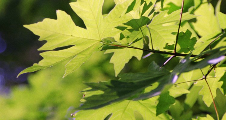 El follaje de las plantas deficientes de fósforo las vuelve verde oscuro, marrón, rojo o púrpura.