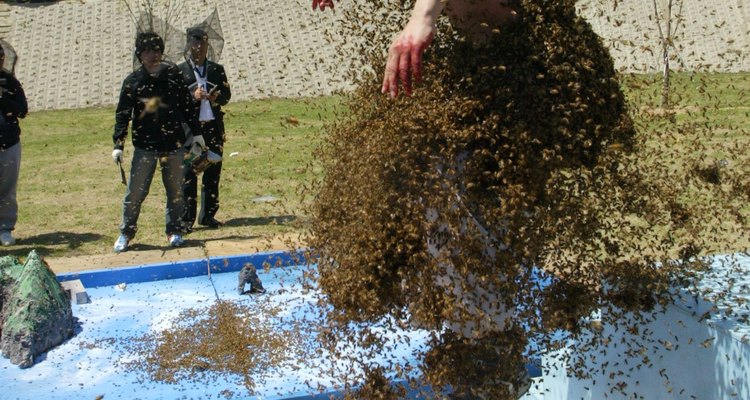 Gnats can swarm a person, seeking moisture from sweat.
