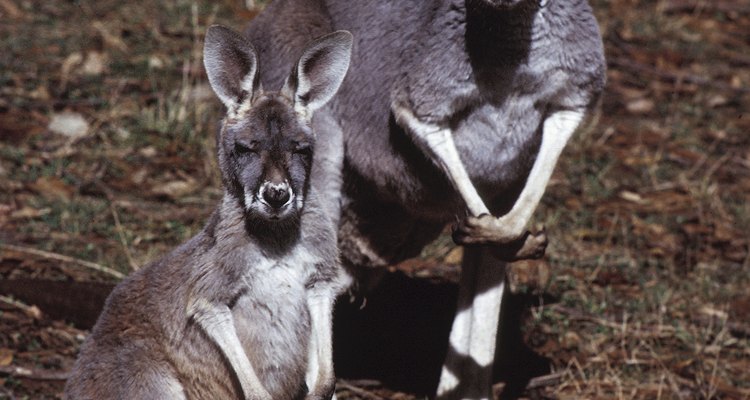 Los canguros son una especie del género marsupial.