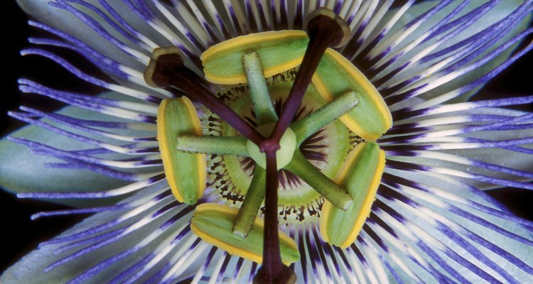 Enjoy the unusual and vivid colours of the passion flower.