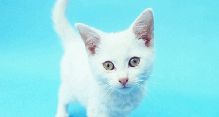 Si su cola chasquea de una manera lenta y suave, el gato está juguetón y feliz.