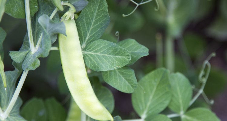 pea pod on a branch