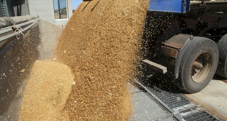 Dumping of wheat grains