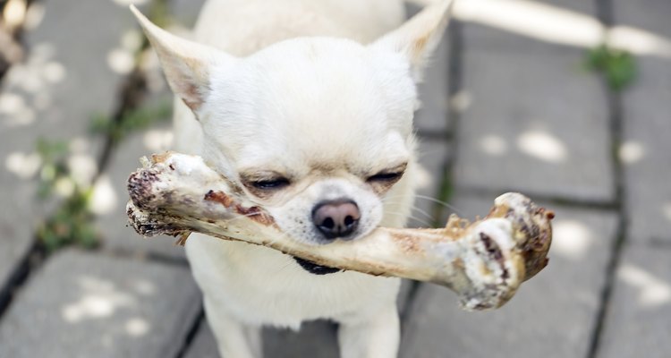 La alimentación de tu perro es muy importante para su salud y buen desarrollo.