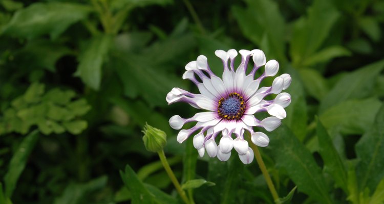 Wild plants with white and yellow flowers can brighten your day.