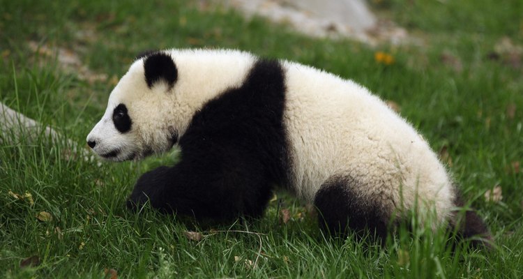 Bebé panda