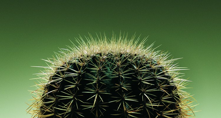 Sección superior del cactus.