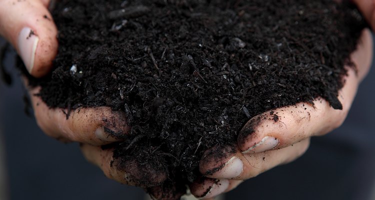 Well-aged compost is the best source of nutrients for cucumbers.