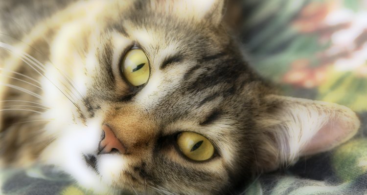 Debes asegurarte de que tu gato está feliz y saludable.
