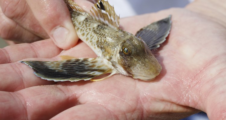 Close up of a Sea Robin Fish