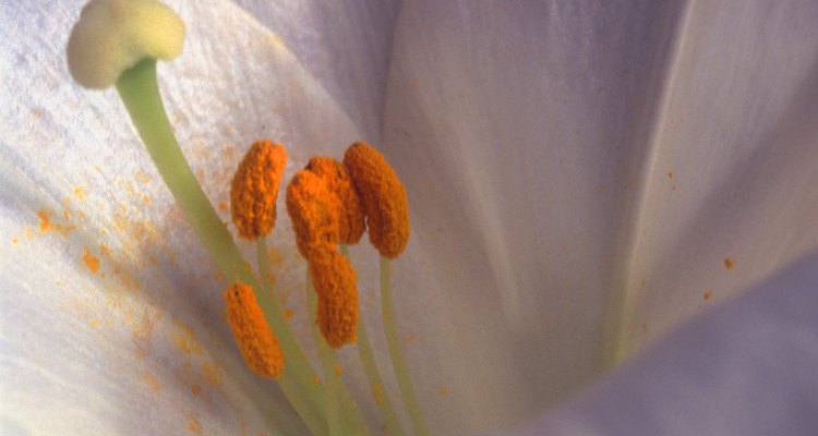Estos estambres presentan un polen anaranjado que cubre las anteras y está espolvoreado sobre los pétalos de la flor.