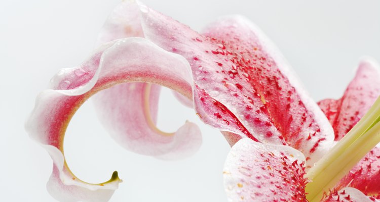 Stargazer lilies are often used to signify missing someone.