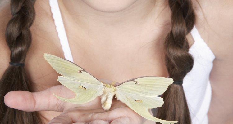 Cuando está terminada, las secciones en bucle de la trenza parecen las alas de una mariposa.