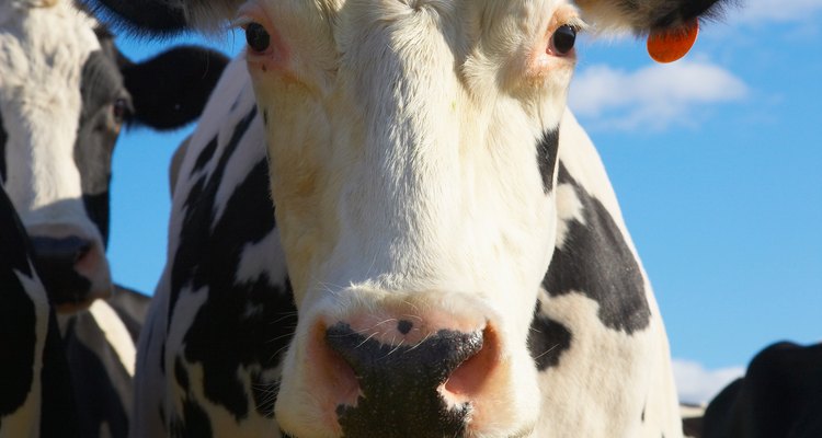 Many kids love learning about cows and other farm animals.