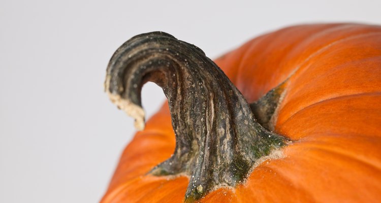 El tallo de una calabaza es el crecimiento grueso como manillar.