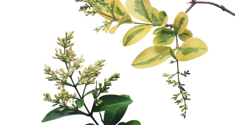 Privet is toxic to animals.
