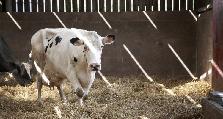 Mantenha um celeiro de fazenda de laticínios sem odores