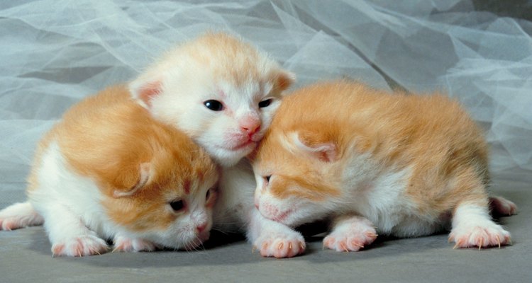 A maioria dos filhotes de gato terá olhos azuis