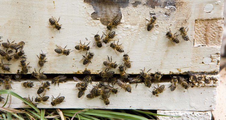 La apicultura da miel para tu familia y poliniza tu jardín.