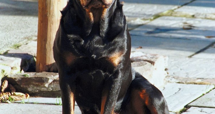 Un rott amigo.