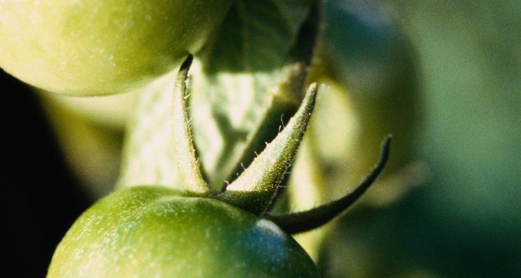 Acerca de los gusanos cornudos del tomate.