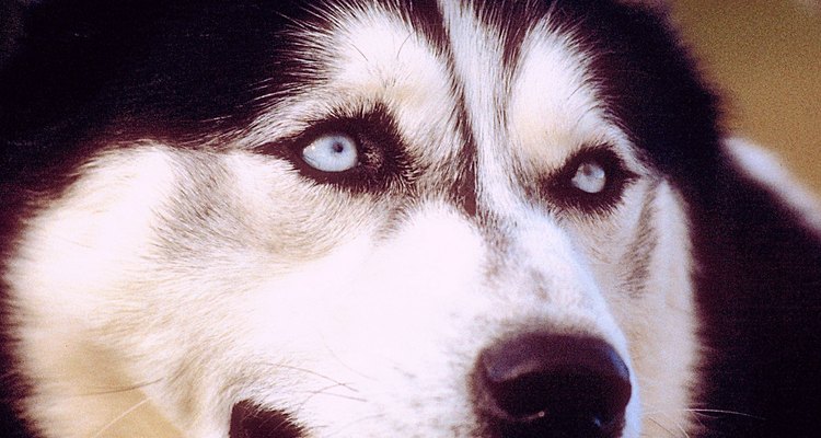 Muchos huskies poseen ojos azules distintivos.