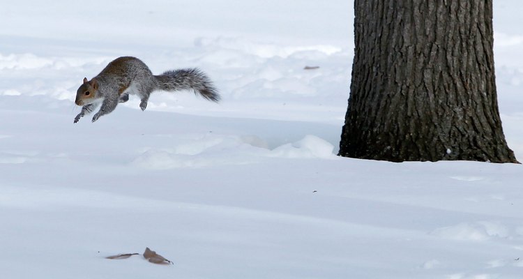 Squirrels can jump 7 feet and more.