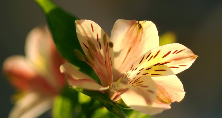 El lirio es una flor que por su diversidad terrestre y acuática multiplica oportunidades de tenerla.