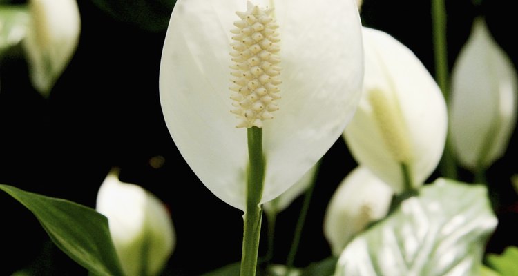 Los lirios de paz producen flores blancas al extremo de tallos largos.