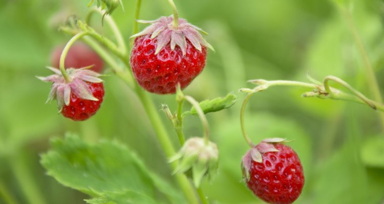 Strawberries on branch, close up