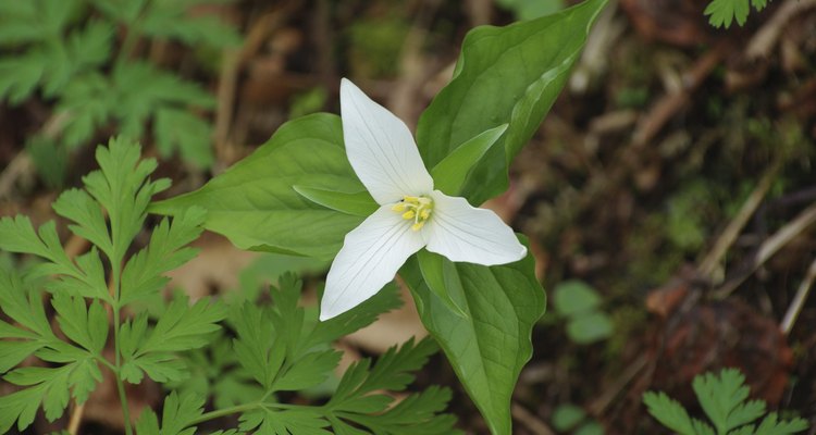 O trílio branco é uma das muitas flores na floresta tropical usadas para tratamentos medicinais
