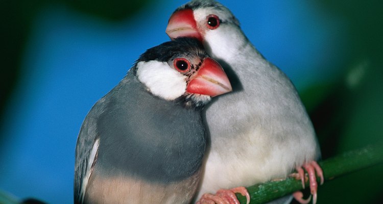 The Java Finch is very sociable.