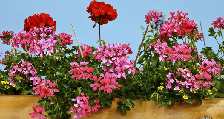 Make more geraniums by splitting up a clump.
