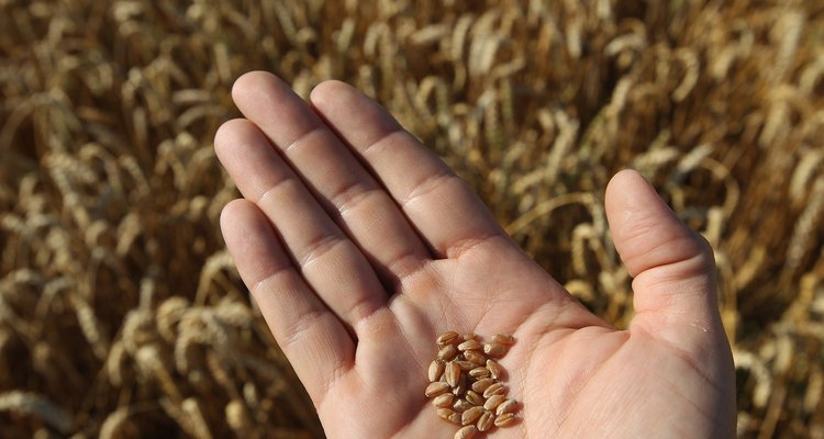 Farmers Conclude Grain Harvest