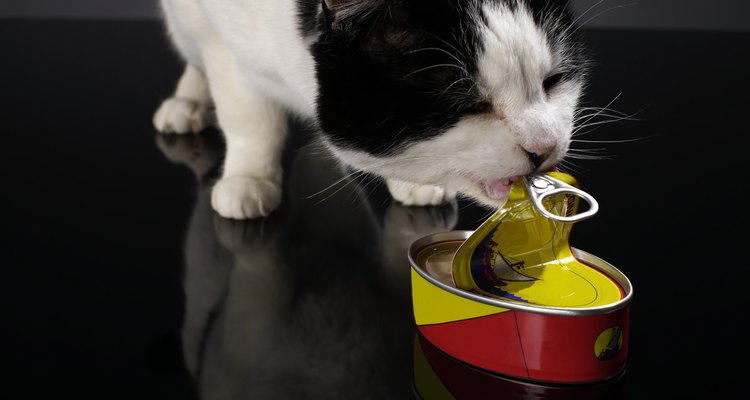 Es importante que lleves a tu gato inmediatamente al veterinario para determinar la causa de su falta de apetito.