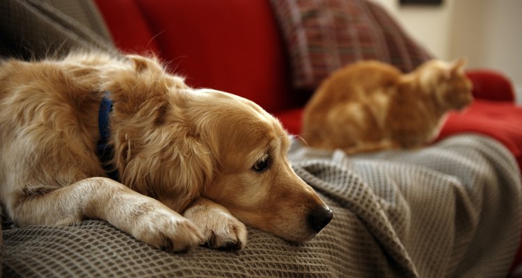 Los perros pueden sufrir del síndrome del intestino irritable.