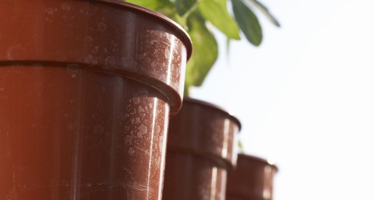 Planta tomates y berenjenas en recipientes de 5 galones (20 L) como macetas de plástico o arcilla.