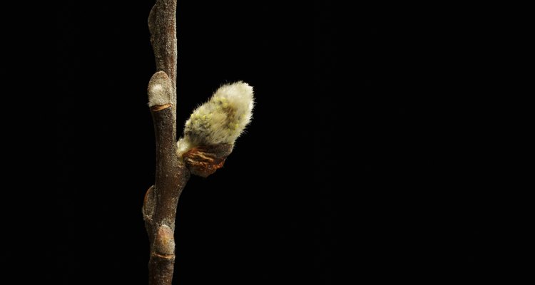 Las ramas conservadas de árbol de sauce son una opción natural para los arreglos orgánicos.