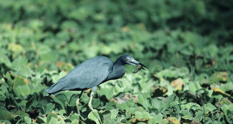 La fauna silvestre puede ayudarte a controlar una plaga de langosta.